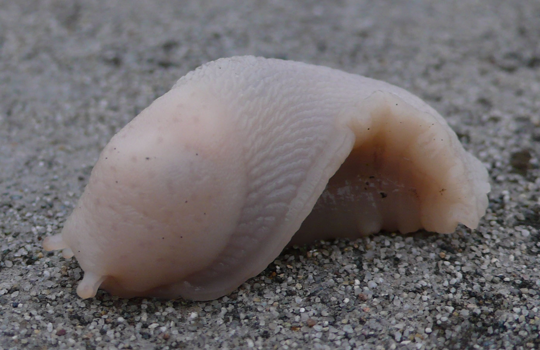 L''abominevole lumacone delle nevi? = Limax sp.