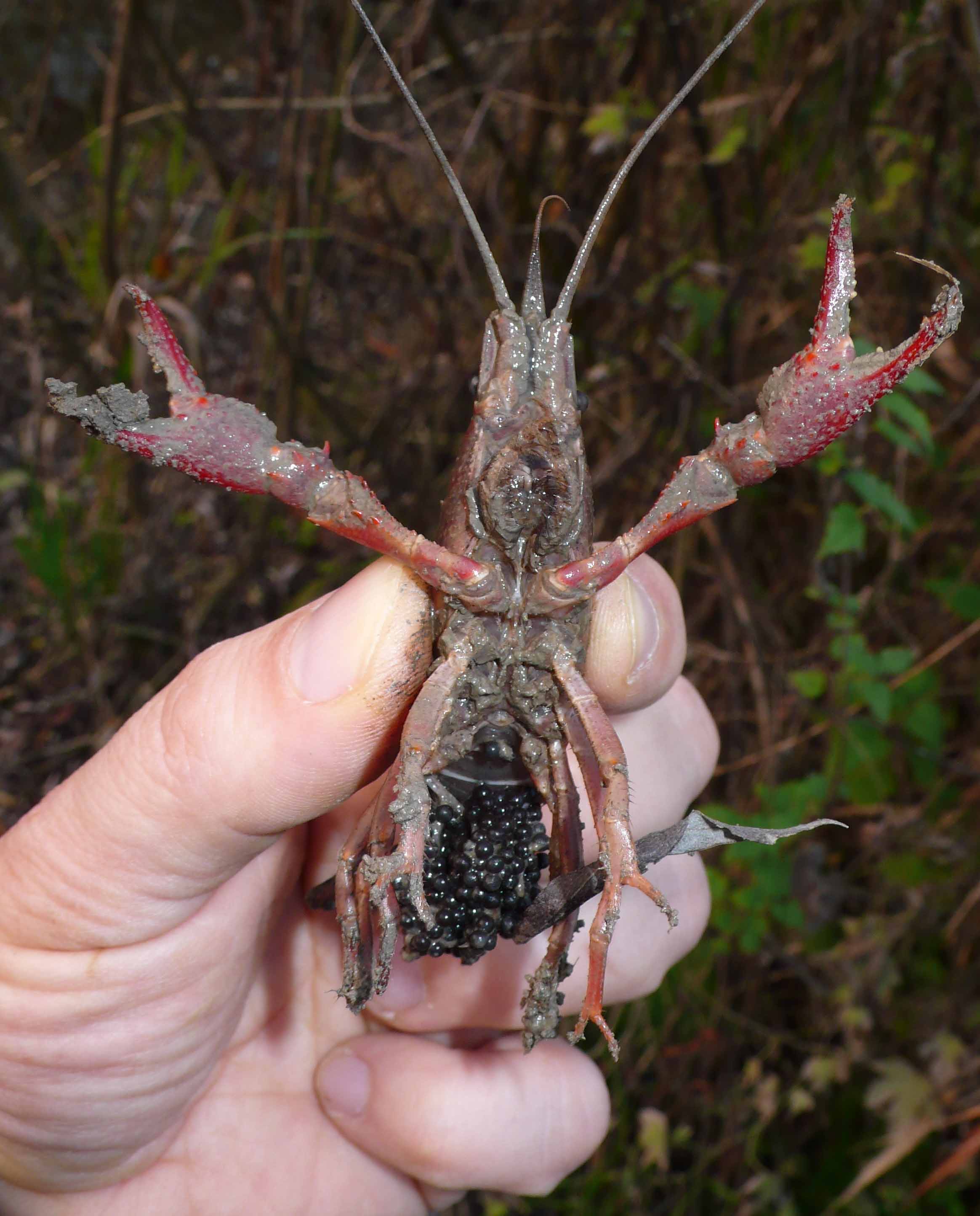 Gambero rosso della Louisiana - Procambarus clarkii