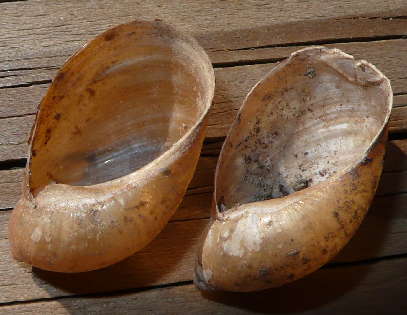 Censimento: Succineidae