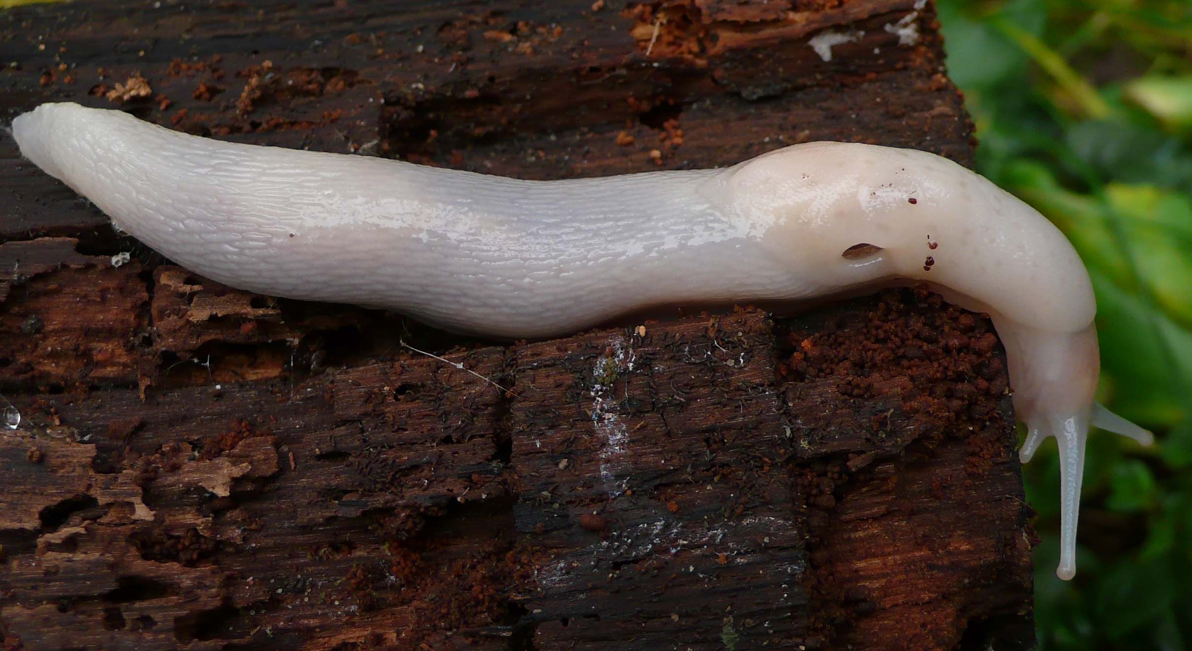 L''abominevole lumacone delle nevi? = Limax sp.