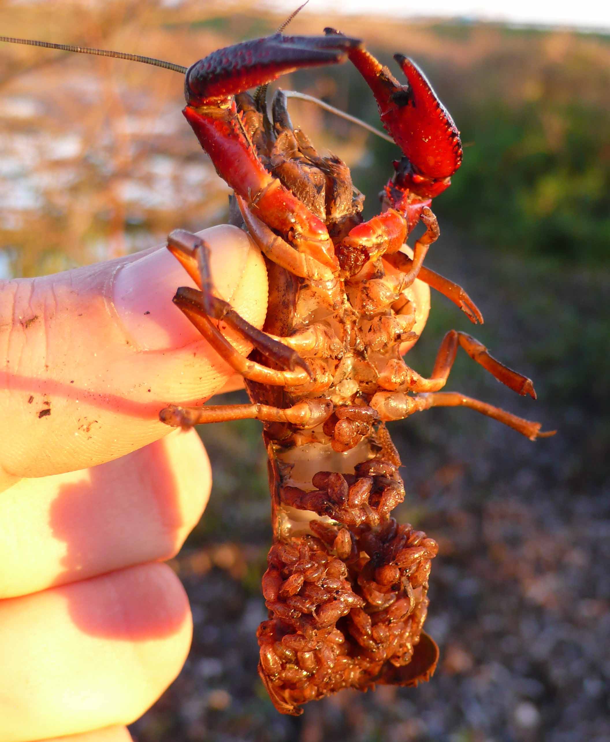 Gambero rosso della Louisiana - Procambarus clarkii