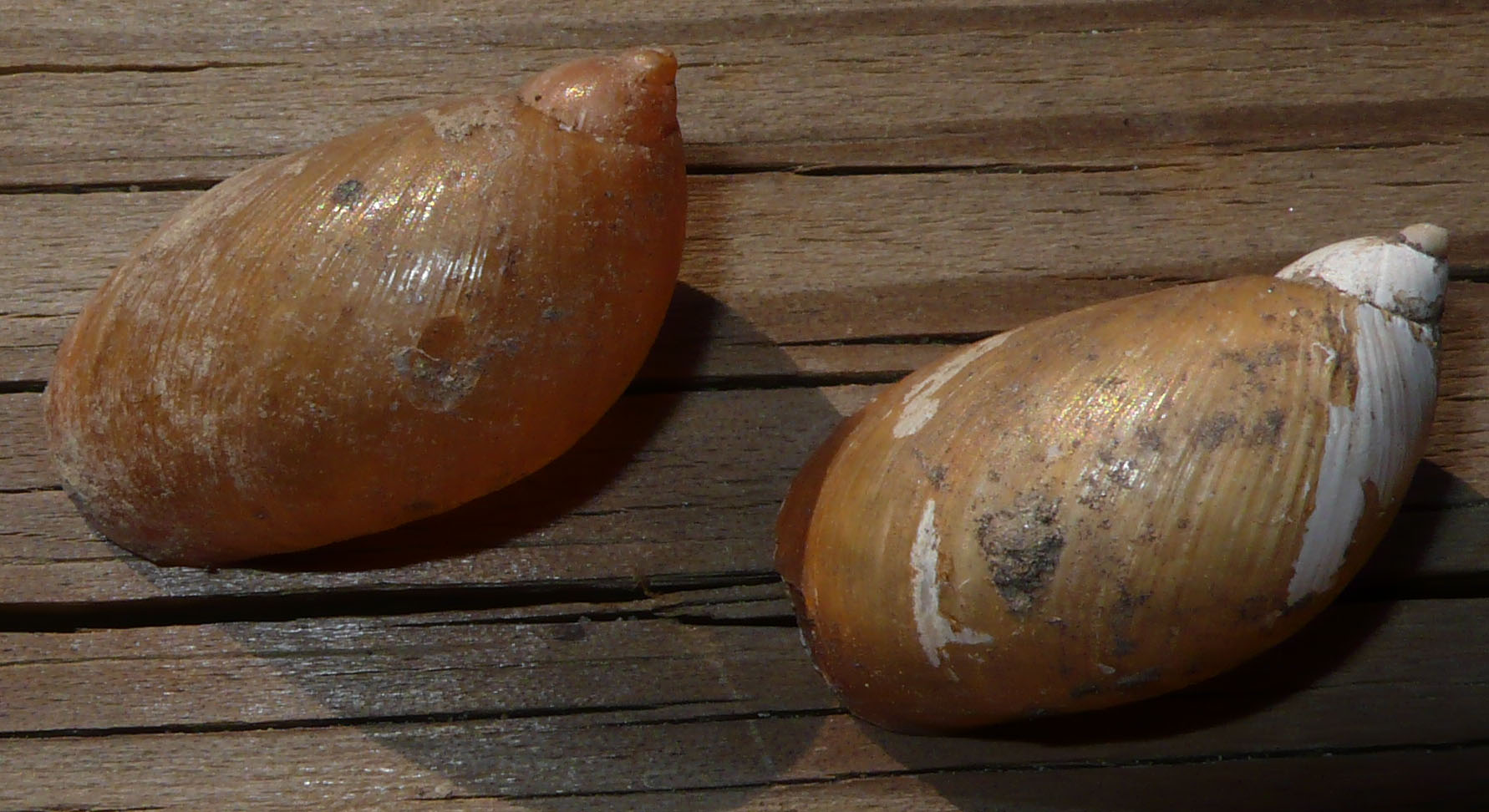 Censimento: Succineidae