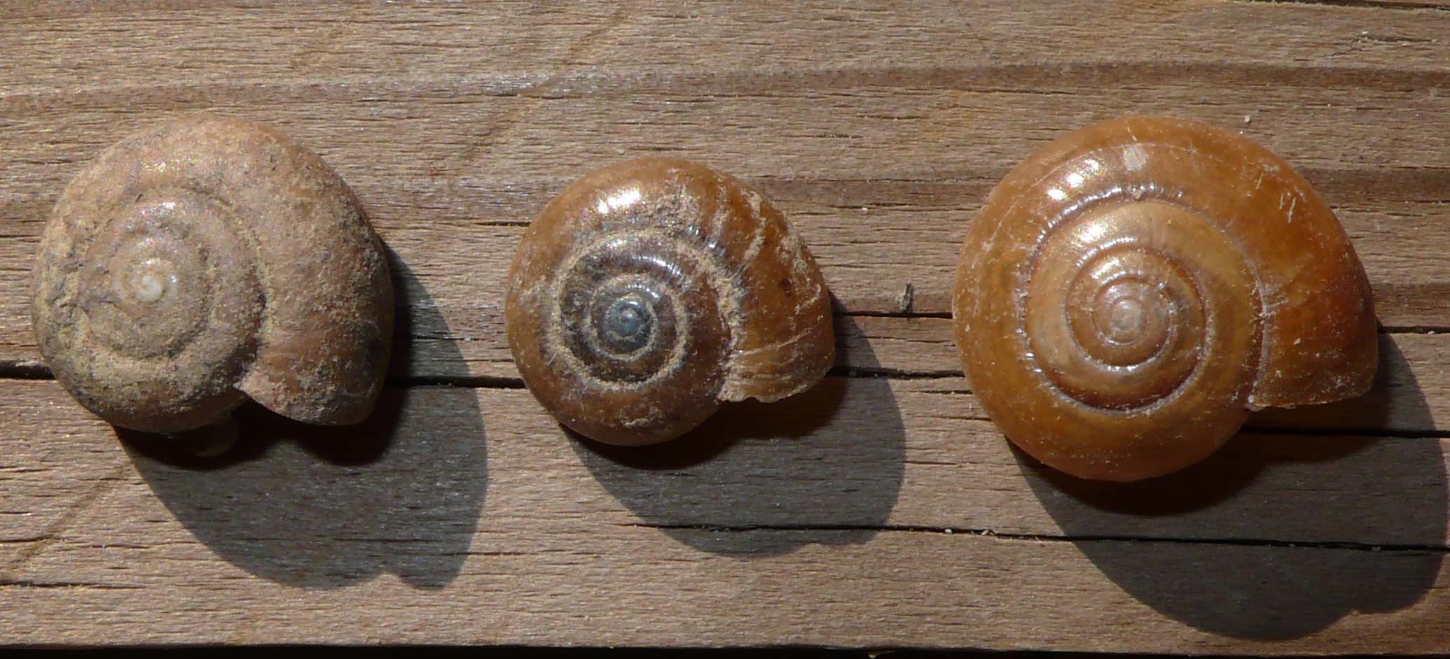 Censimento: Oxychilus?