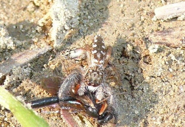 Mendoza canestrinii