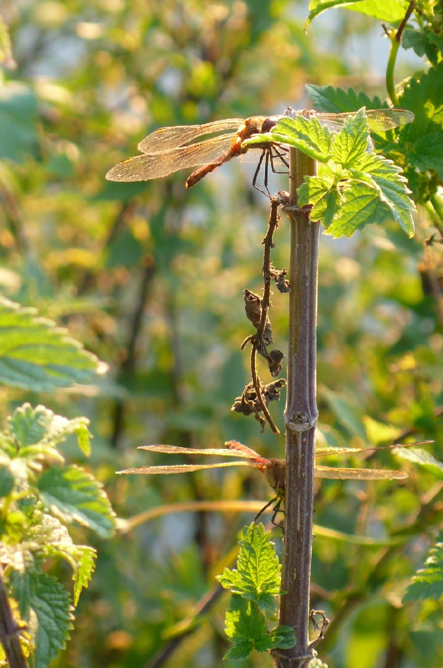 Sympetrum boh? depressiusculum!