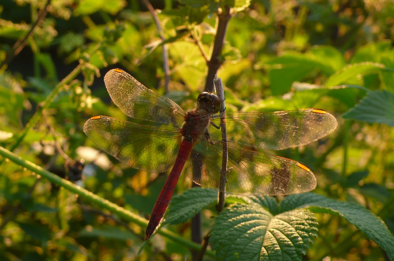 Sympetrum boh? depressiusculum!