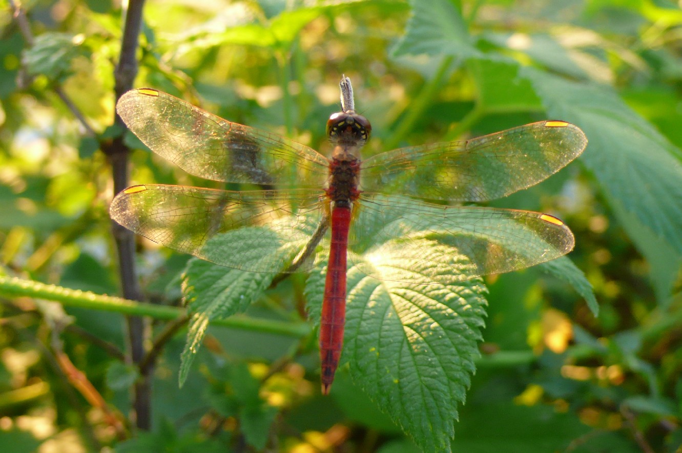 Sympetrum boh? depressiusculum!