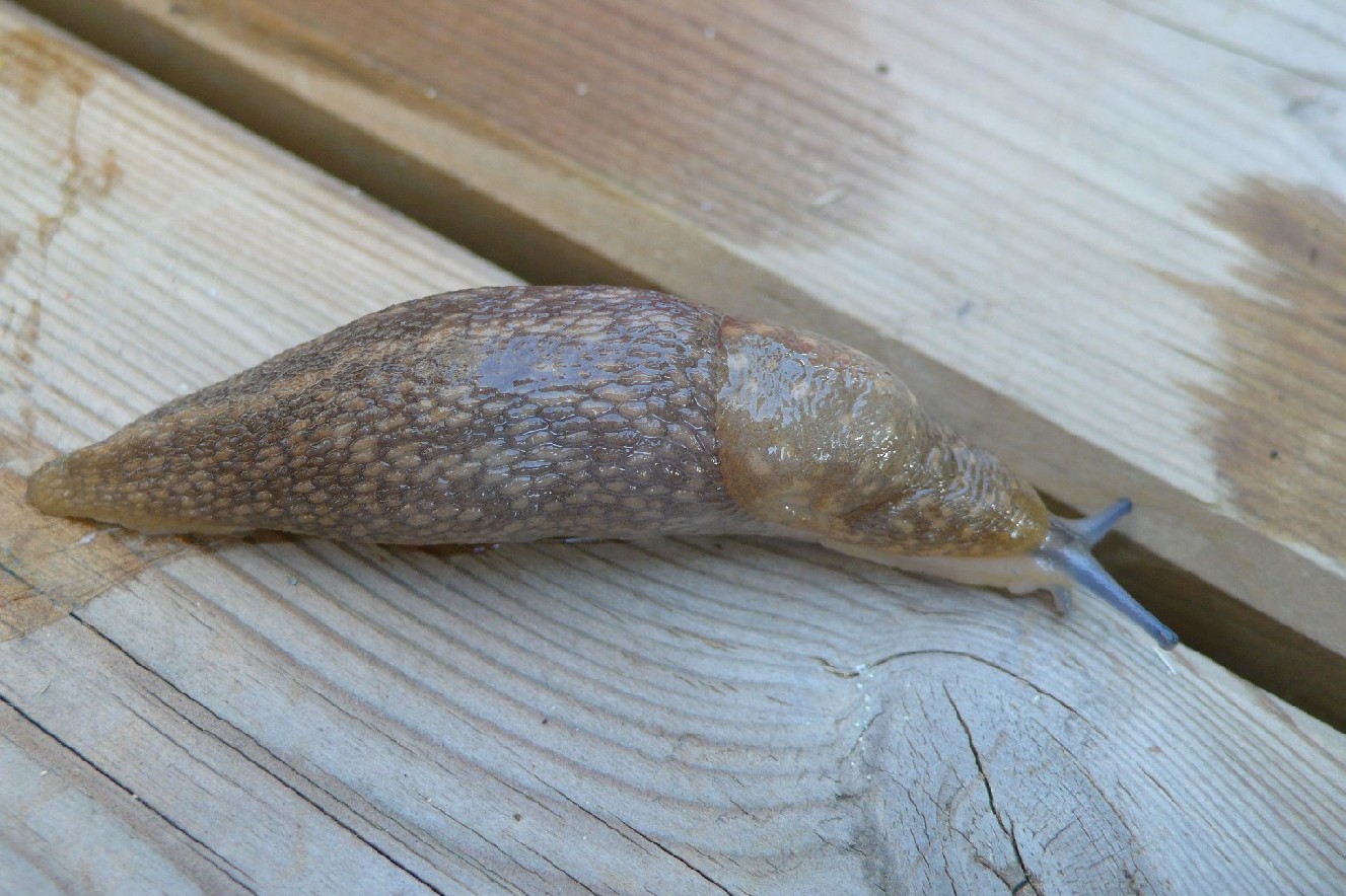 Limacus flavus da Cremona