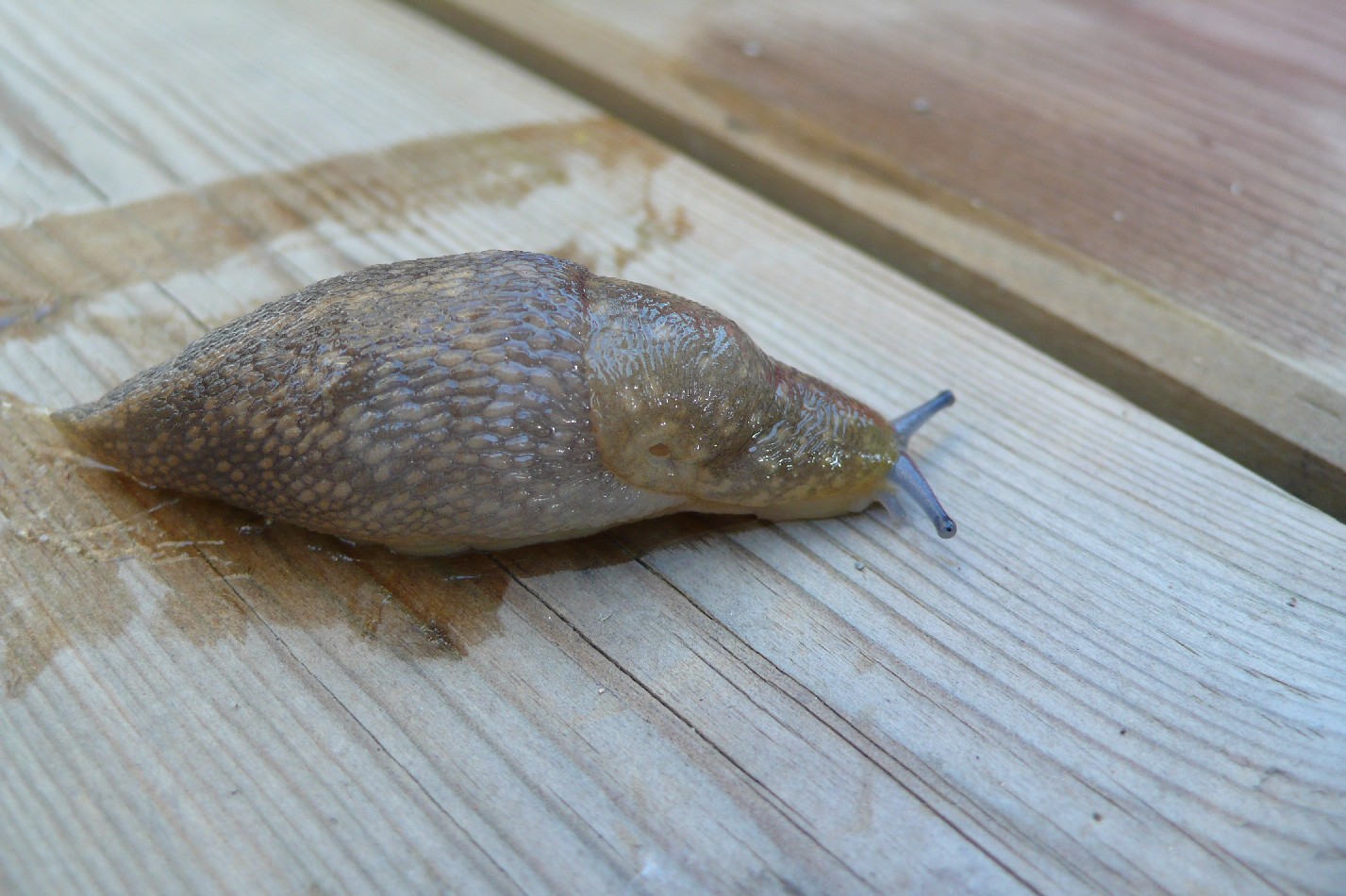 Limacus flavus da Cremona
