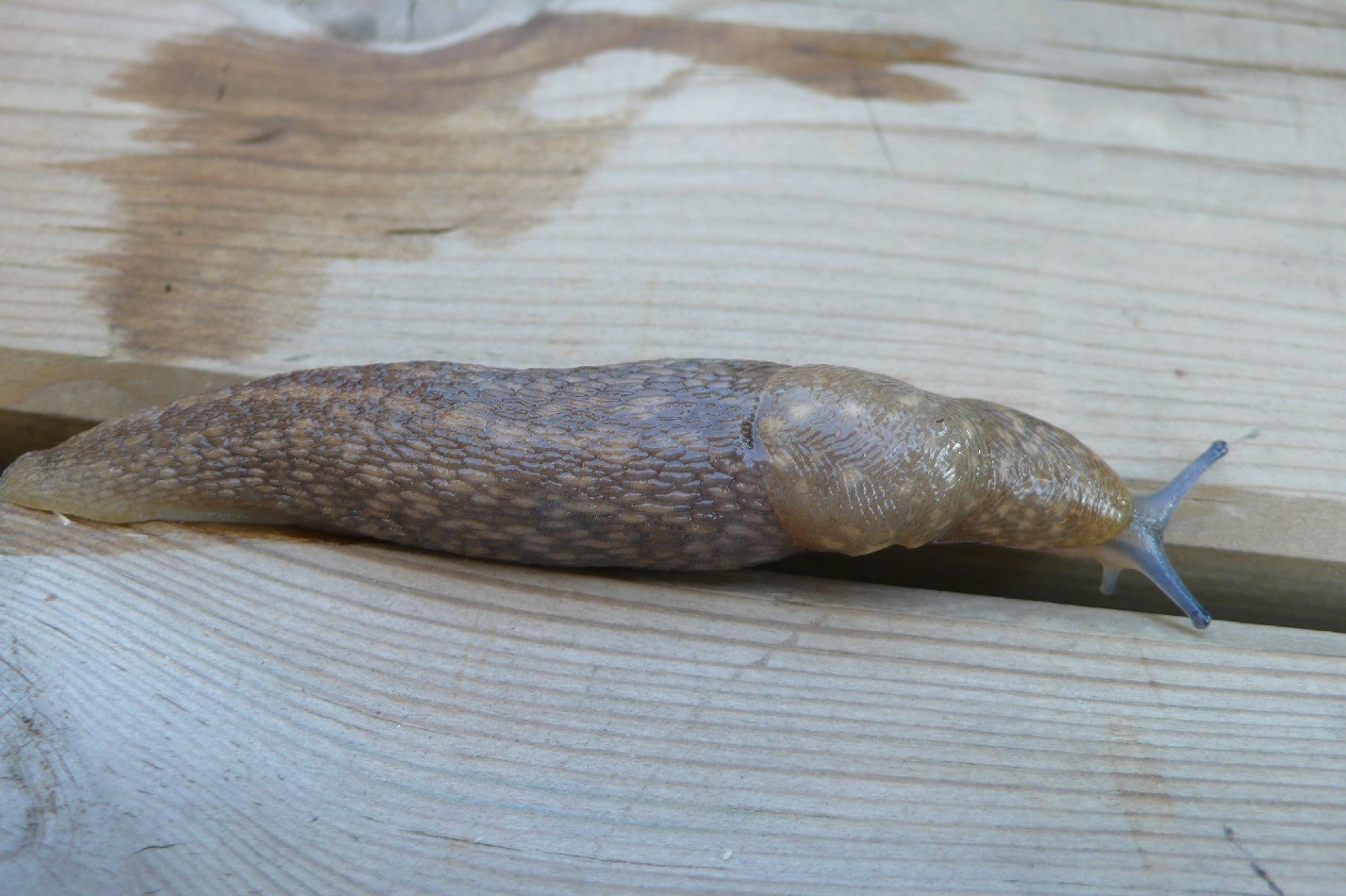Limacus flavus da Cremona