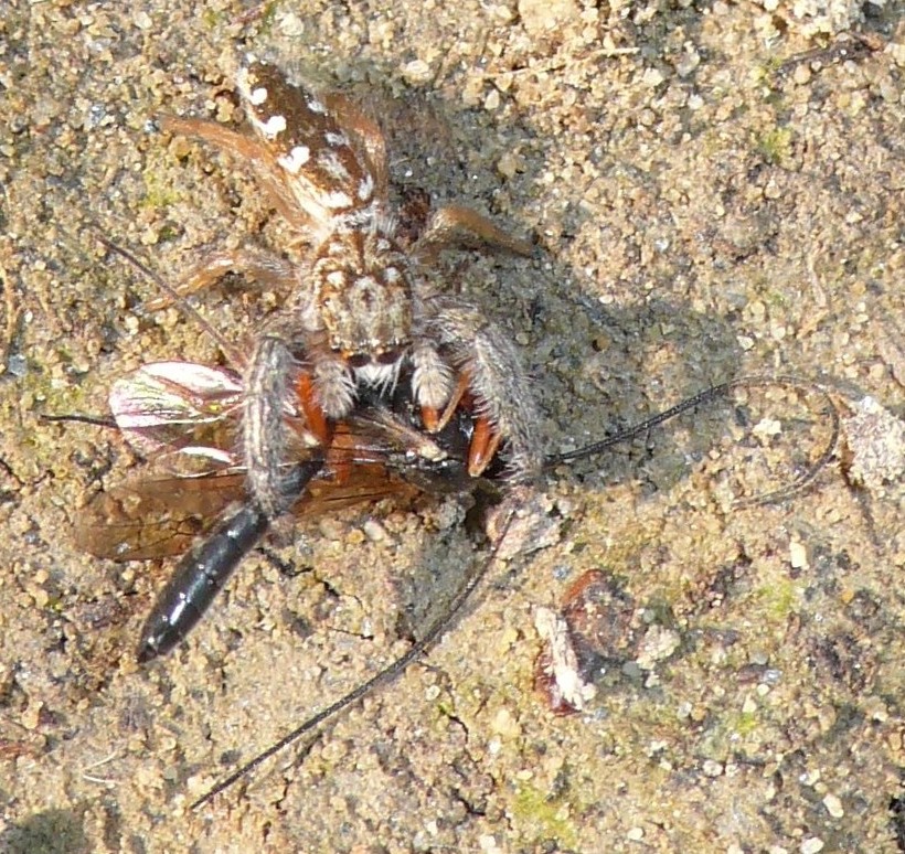 Mendoza canestrinii