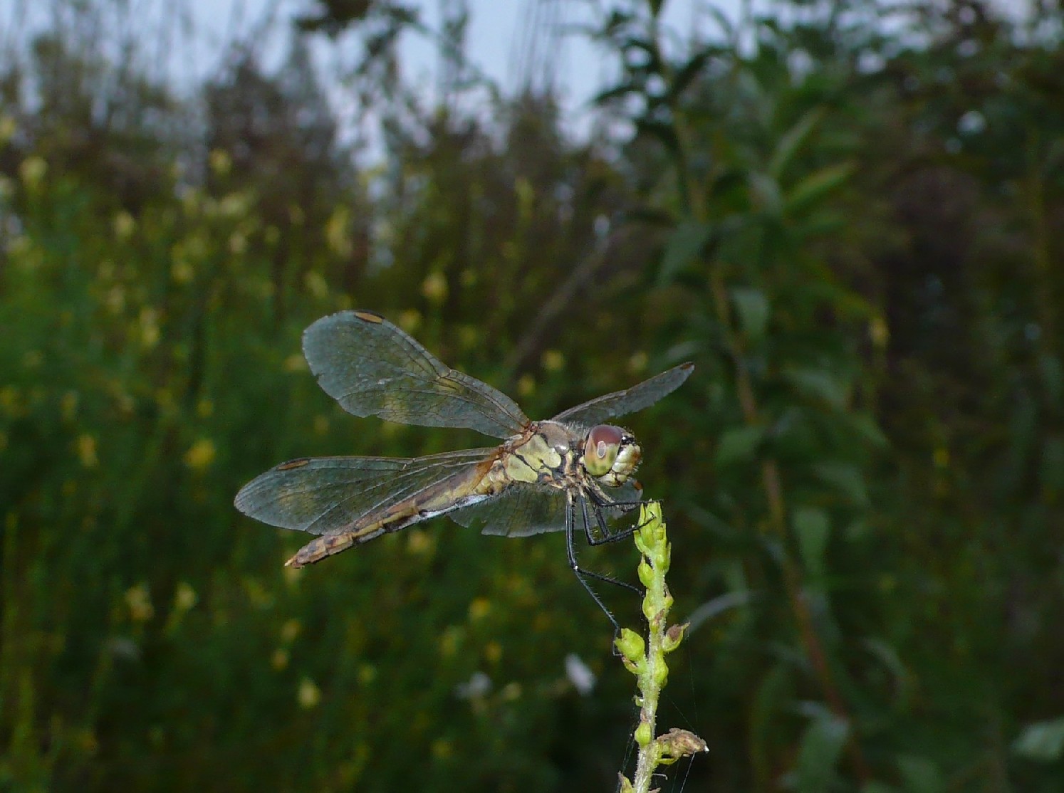 Siamo alle solite... - Sympetrum depressiusculum