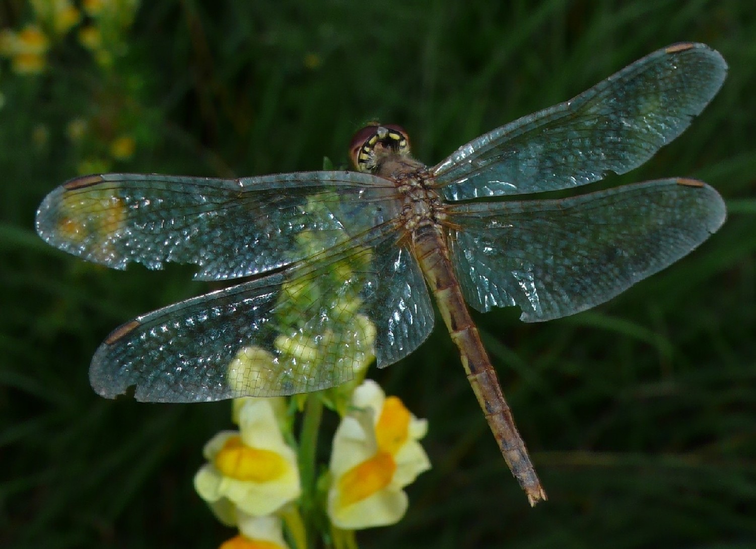 Siamo alle solite... - Sympetrum depressiusculum