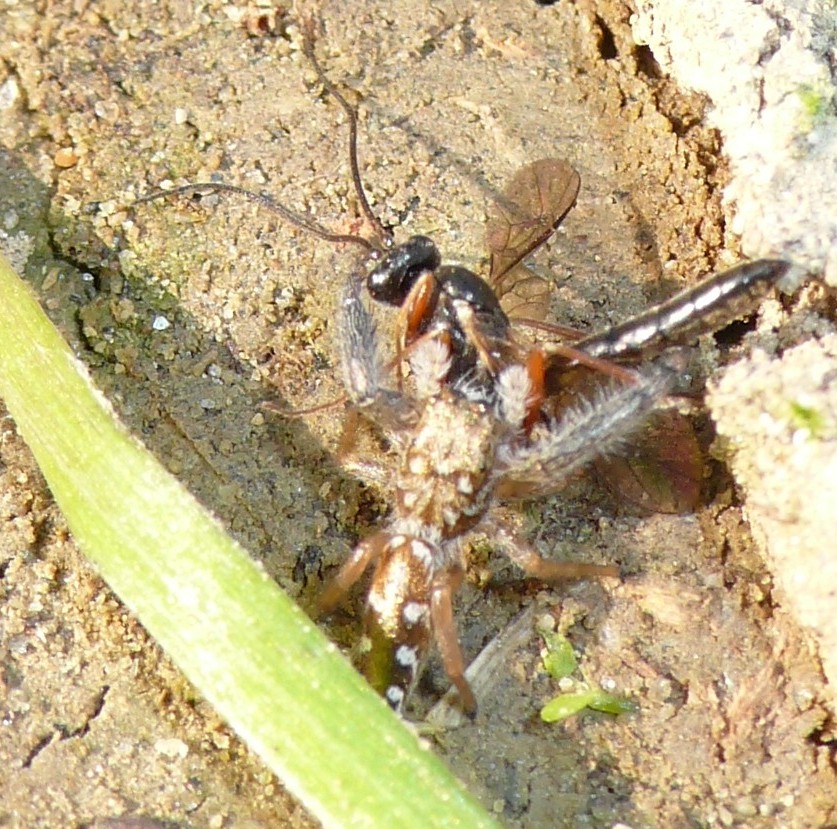 Mendoza canestrinii