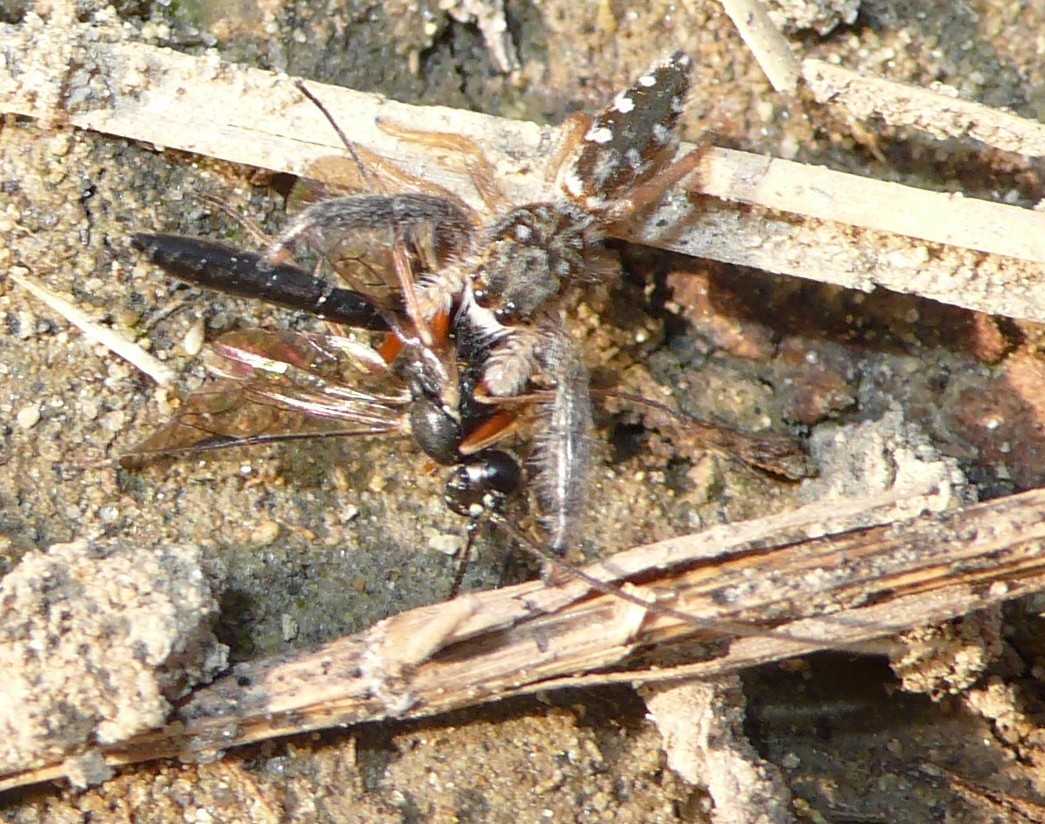 Mendoza canestrinii