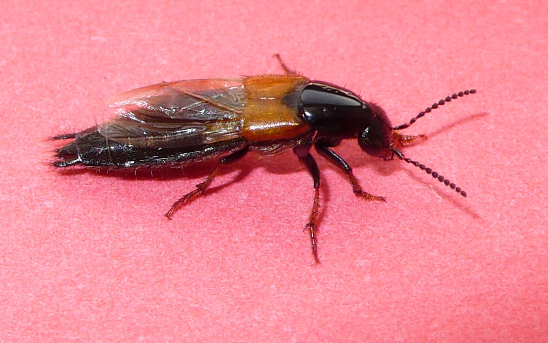 E'' un coleottero? Philonthus spinipes (Staphylinidae)