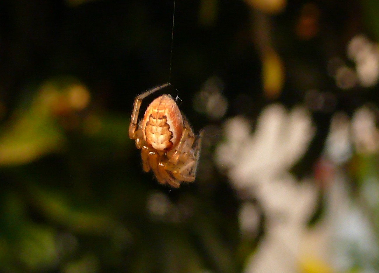 Zygiella sp.