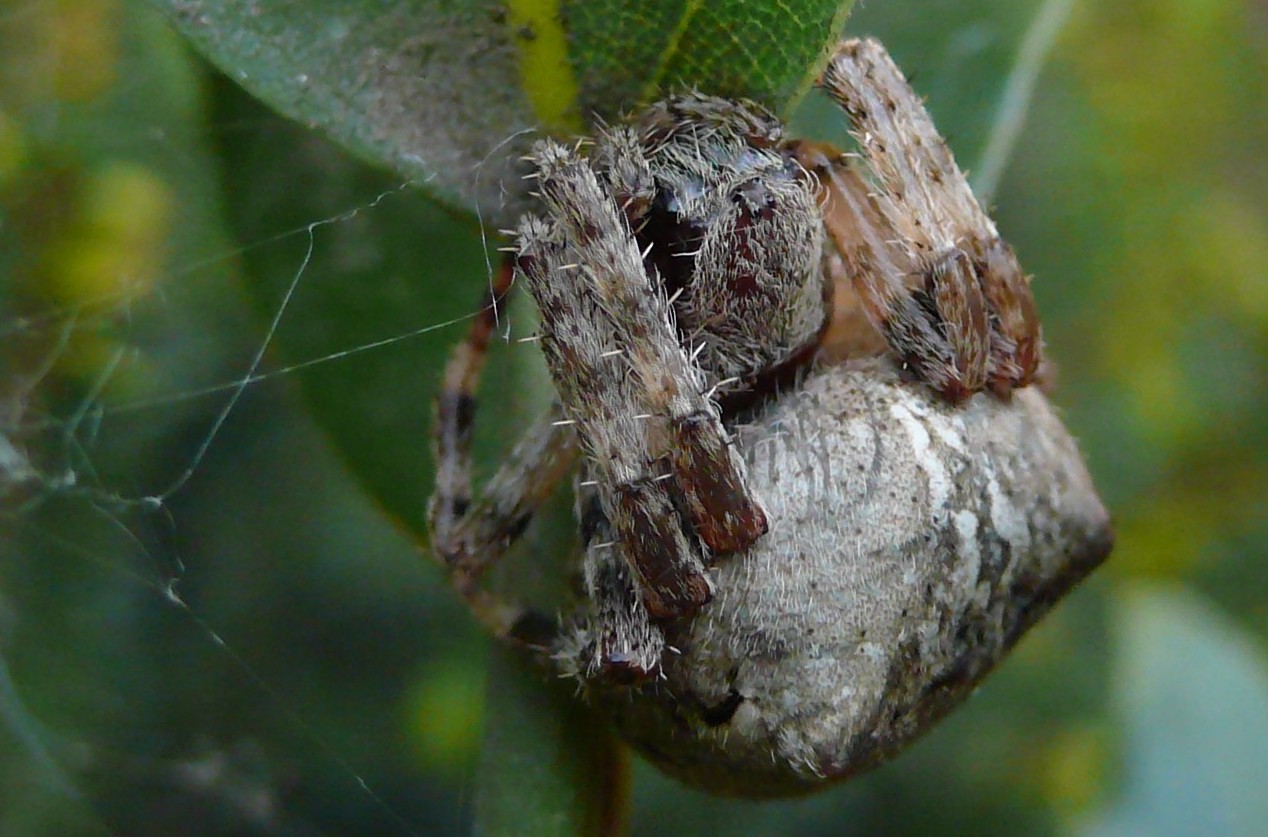 Araneus angulatus