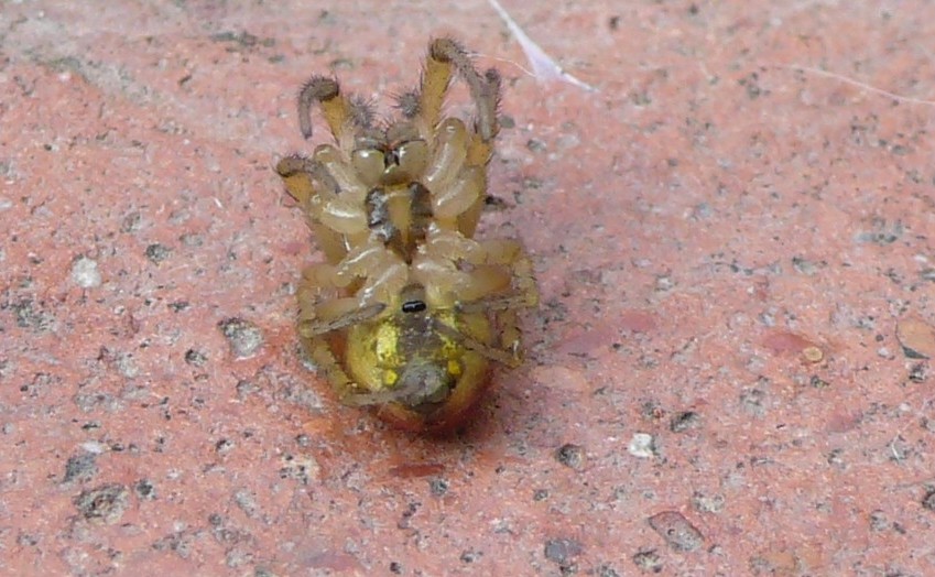 Zygiella sp.