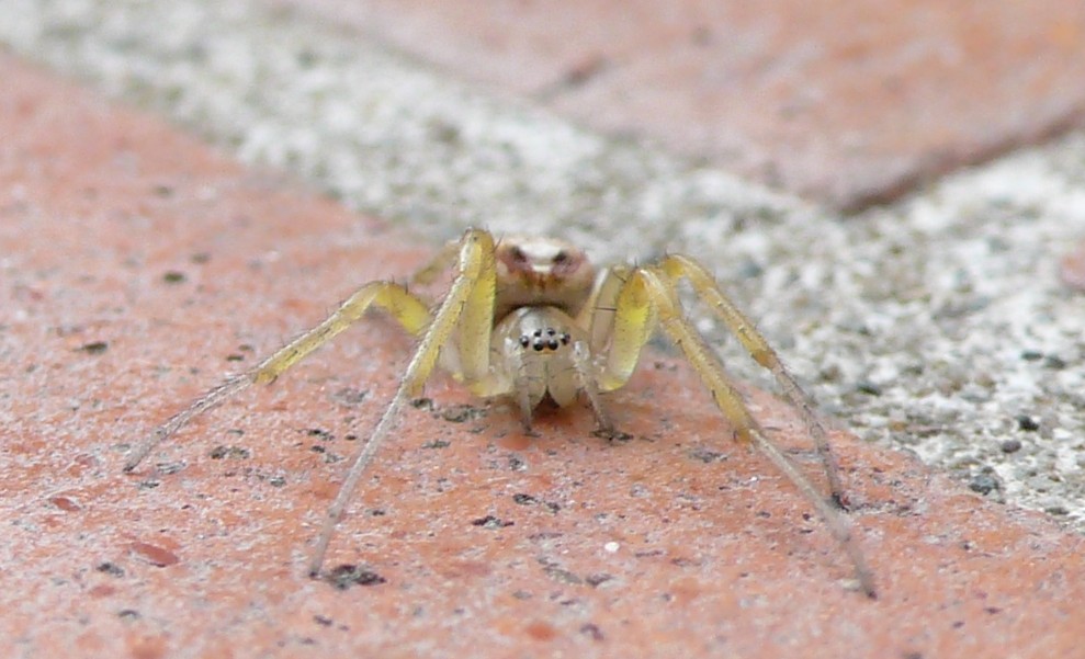 Zygiella sp.