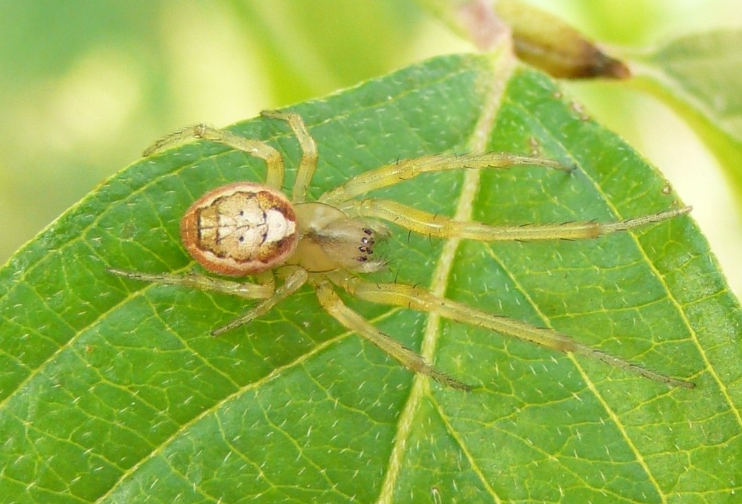 Zygiella sp.
