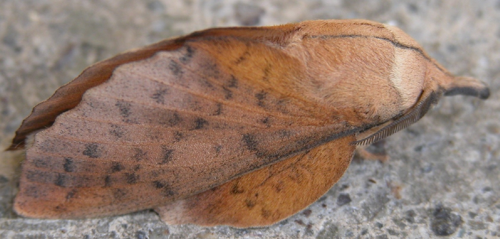 Una notturna - Gastropacha (Stenophylloides) populifolia