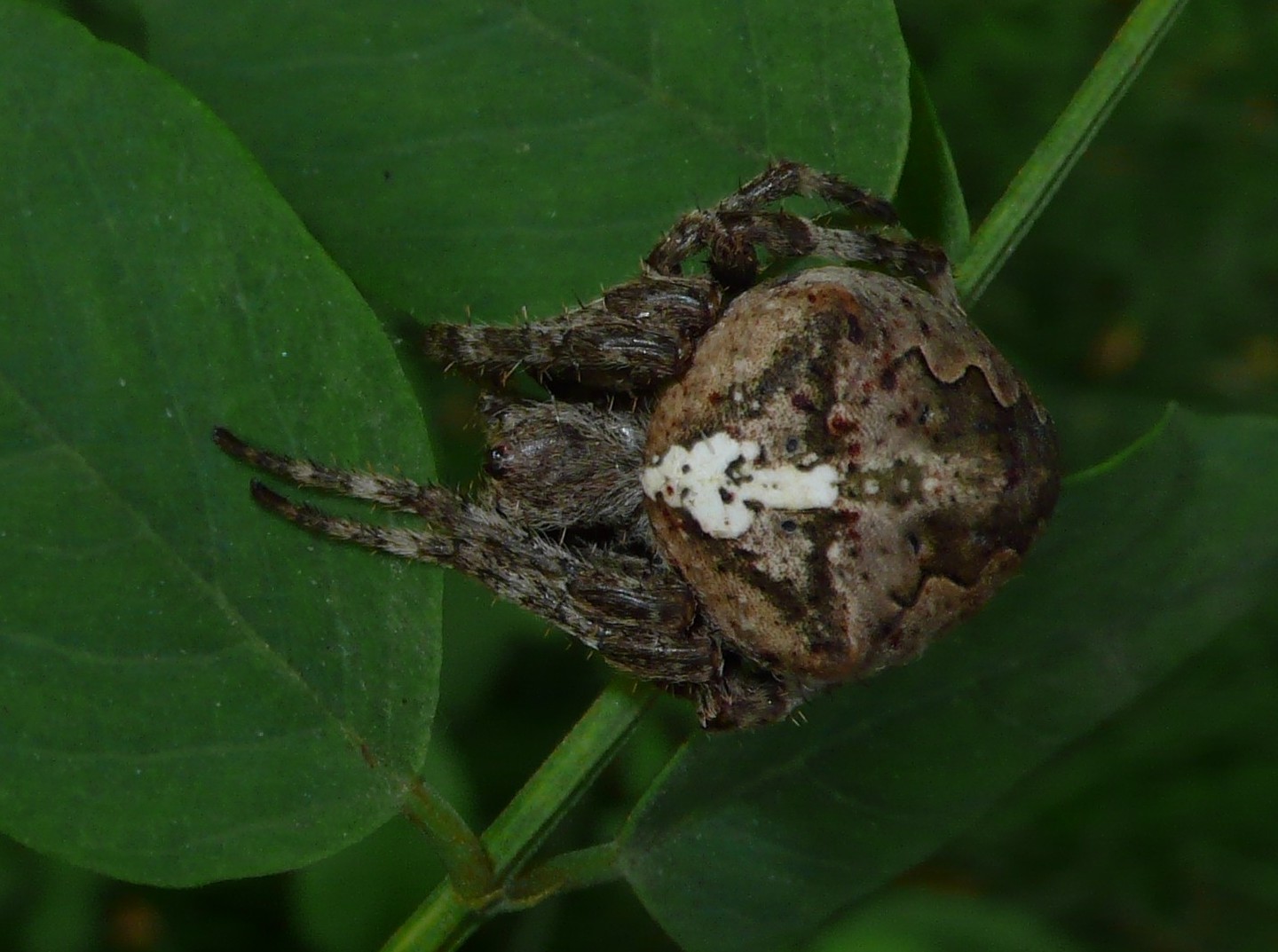 Araneus angulatus