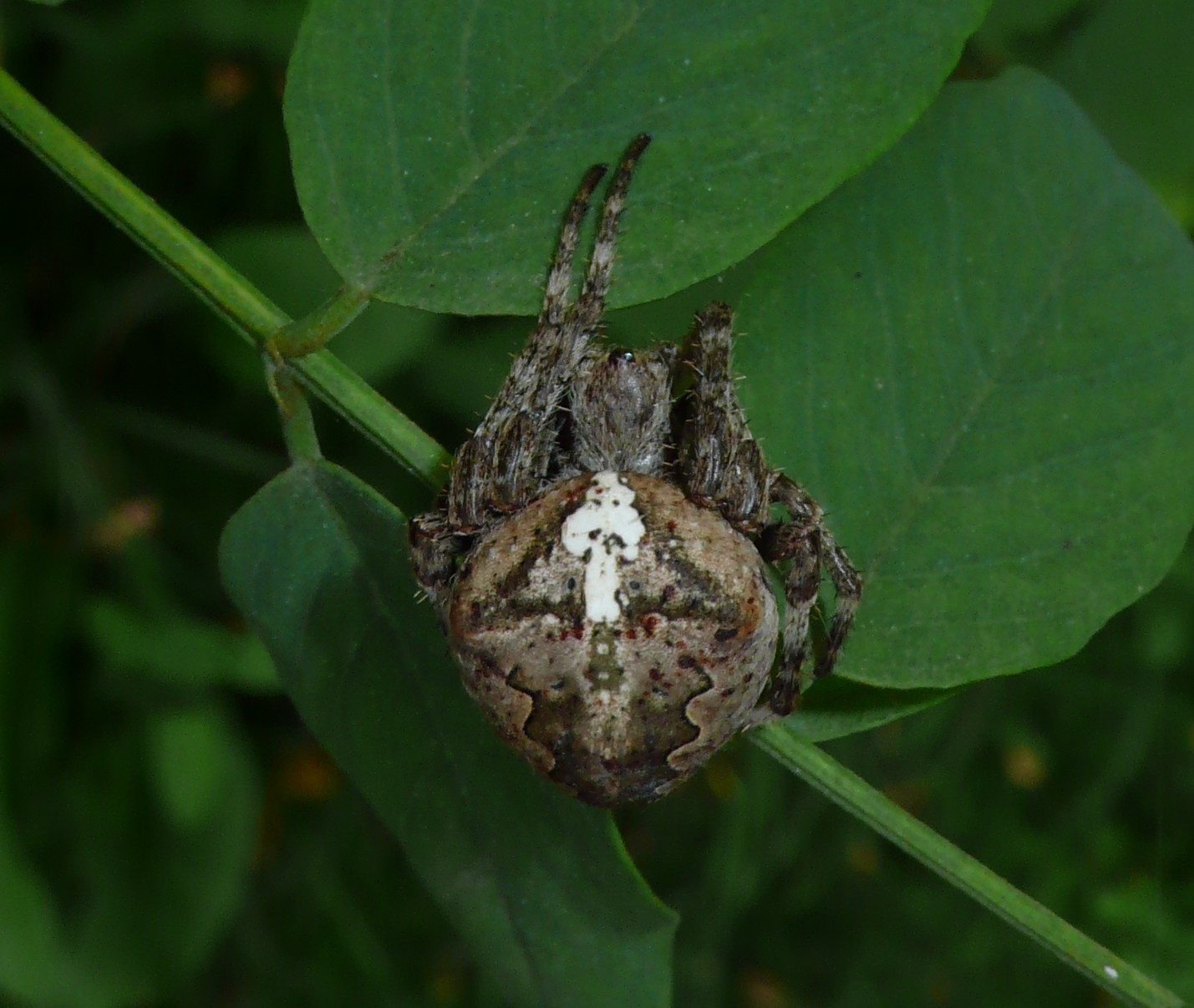 Araneus angulatus