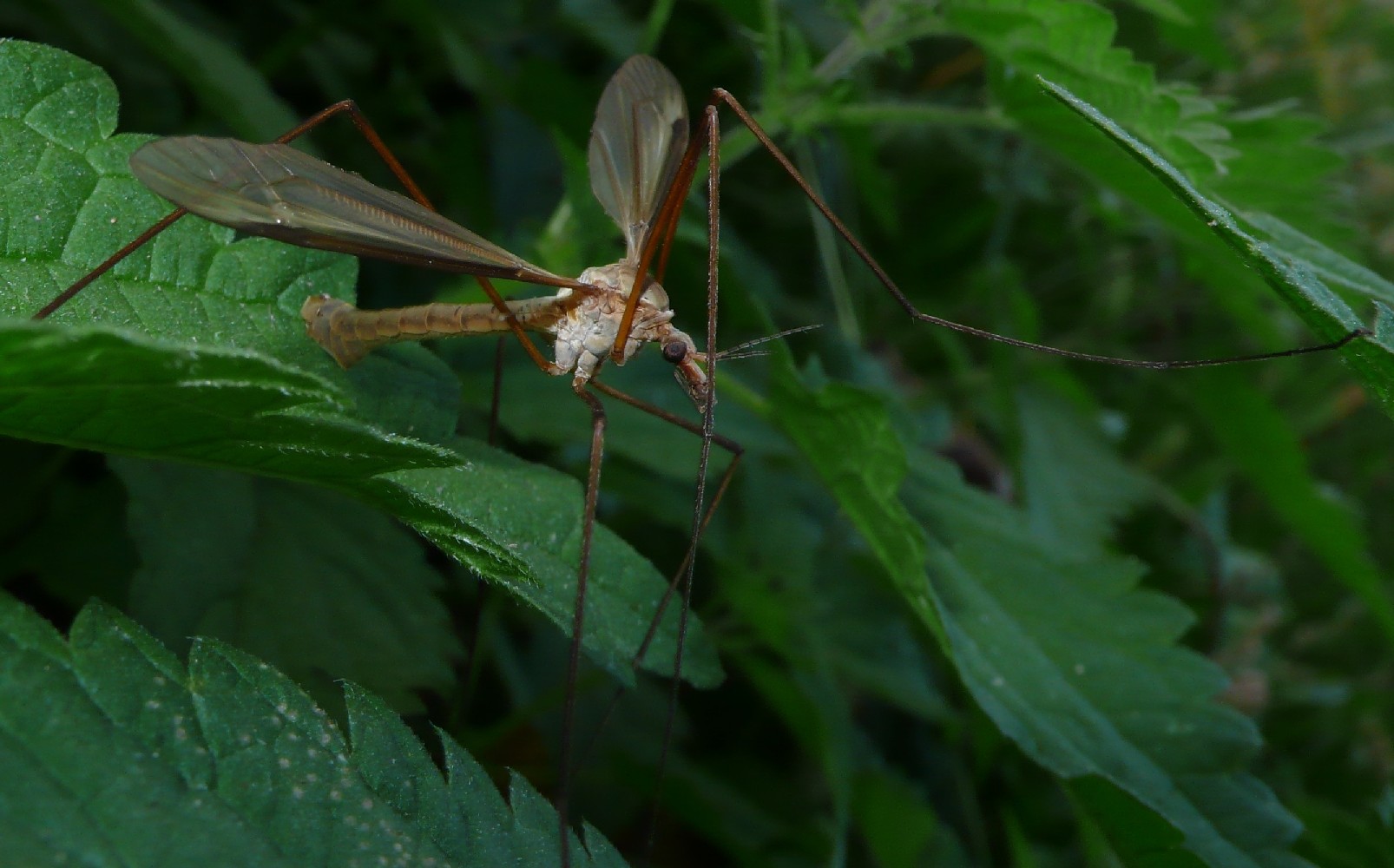 Tipula