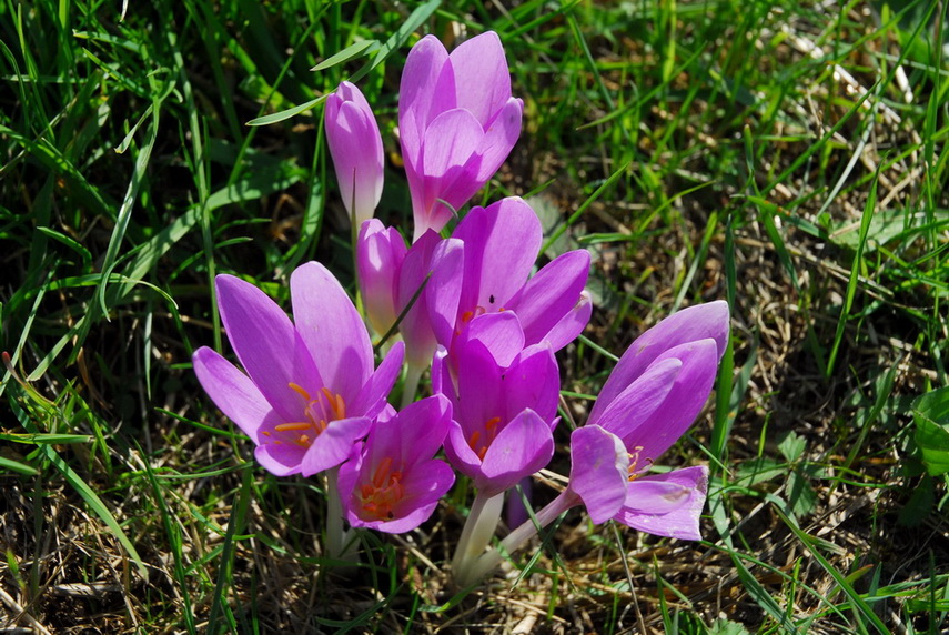 Colchicum autmnale / Colchico autunnale