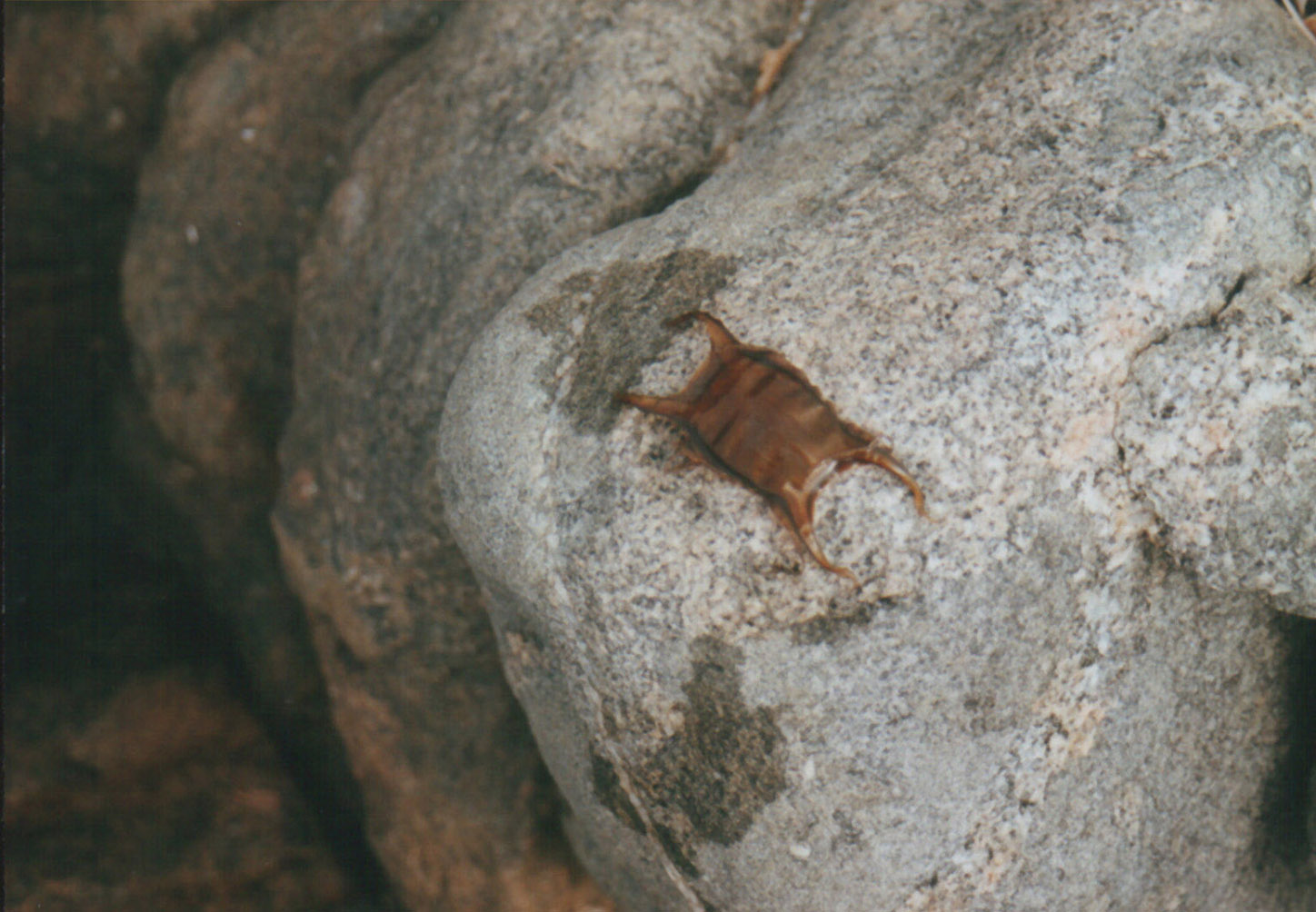 Uovo di razza (Raja cf. clavata)