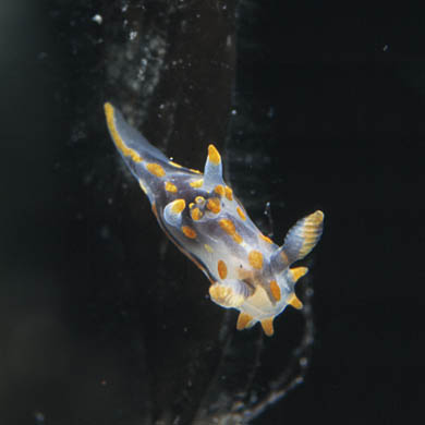 Nudibranchi del Mediterraneo