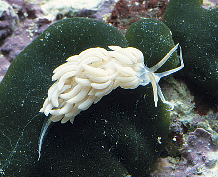 Nudibranchi del Mediterraneo