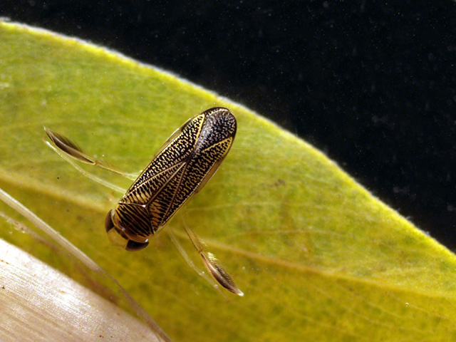 Sigara sp. (Heteroptera, Corixidae)