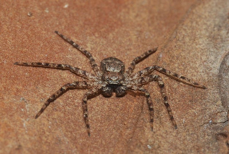 A caccia: Philodromidae con Dittero