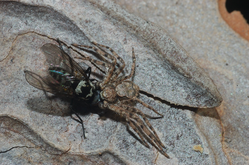 A caccia: Philodromidae con Dittero