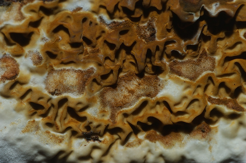 I funghi della Pineta di Castelfusano (Ostia)