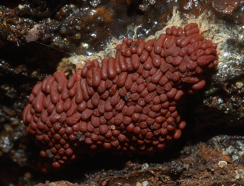 Trichia?