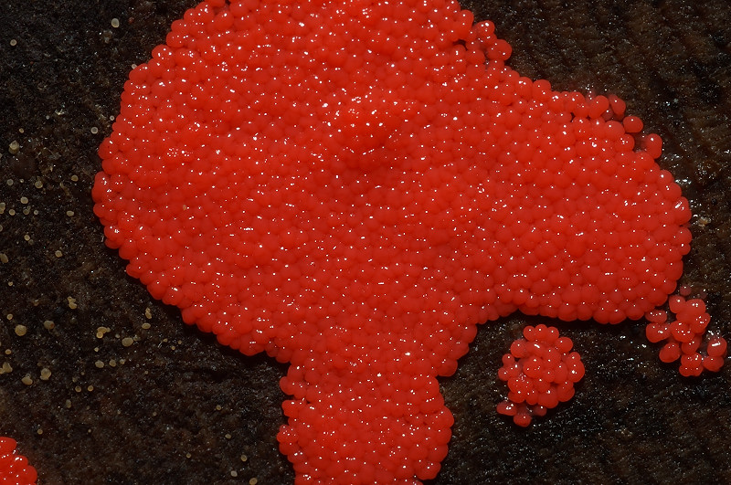 Trichia?