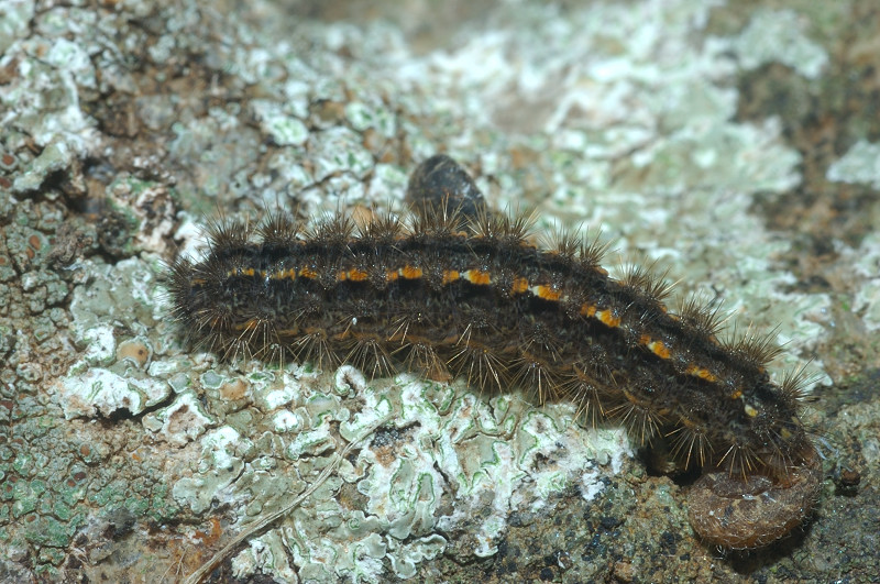 Bruco di Arctidae  - Eilema sp.