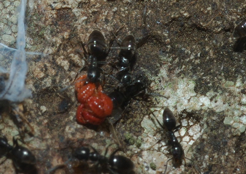 Ma cosa si portano dietro queste formiche? (Coccidae)