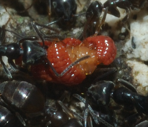 Ma cosa si portano dietro queste formiche? (Coccidae)