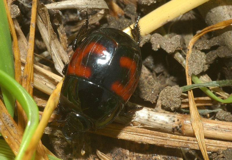 Coleottero: Hister quadrimaculatus