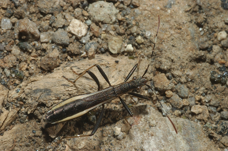 Alydidae: Micrelytra fossularum del Lazio