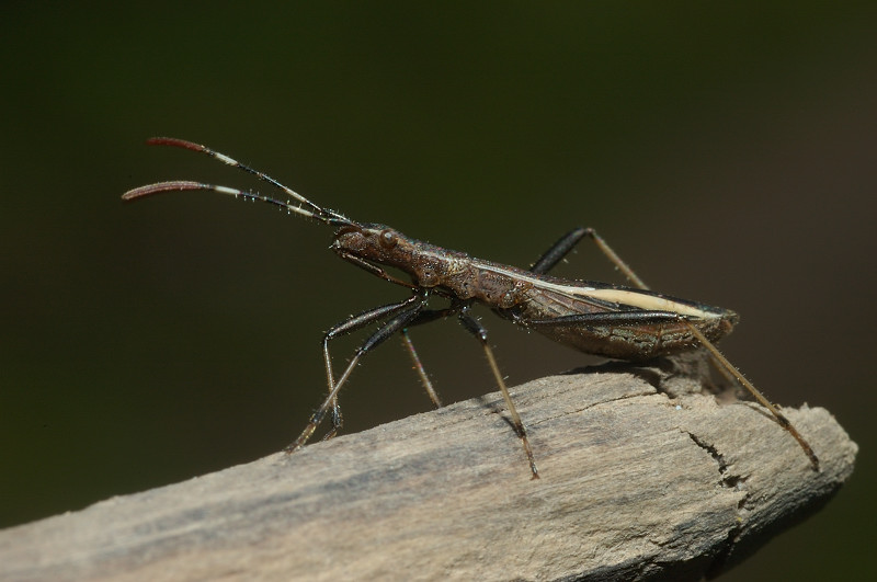 Alydidae: Micrelytra fossularum del Lazio