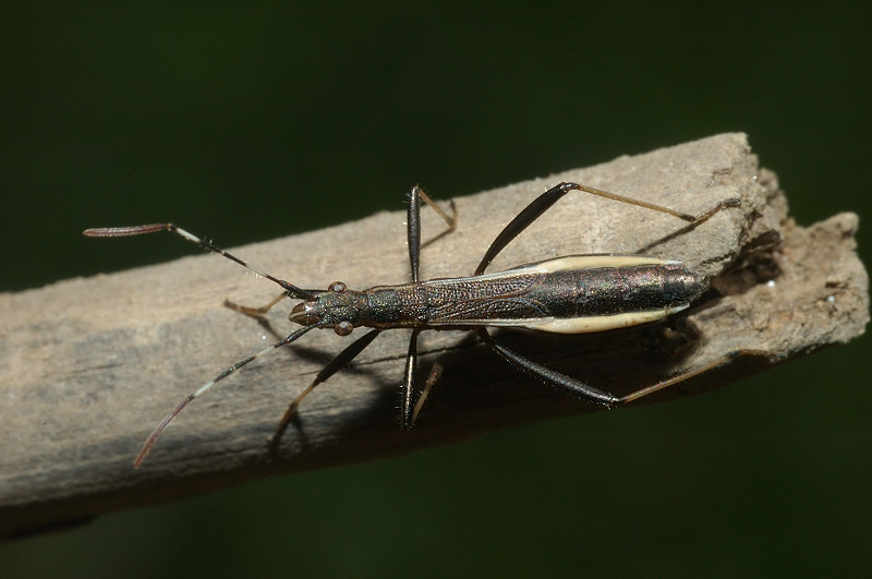 Alydidae: Micrelytra fossularum del Lazio