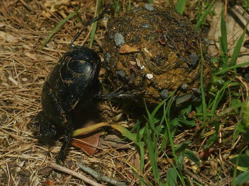 Stercorario