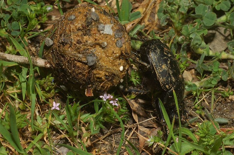 Stercorario