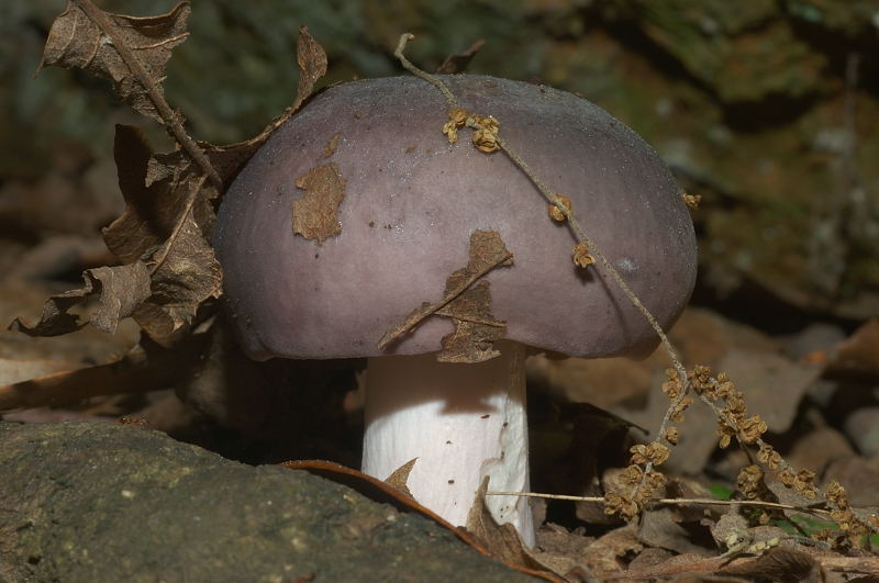 Tra i boschi di Cerveteri