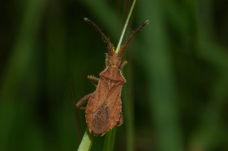 Coriomeris affinis (Het. Coreidae) del Lazio